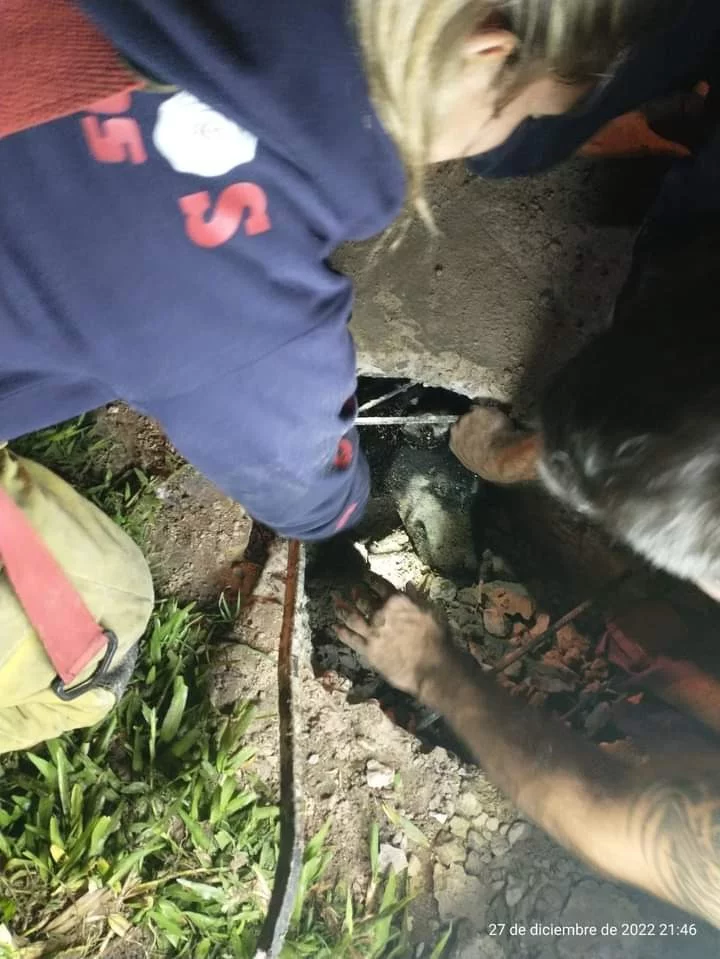 CORRIENTES: LOS BOMBEROS RESCATARON A UN PERRO ATRAPADO EN UNA ALCANTARILLA