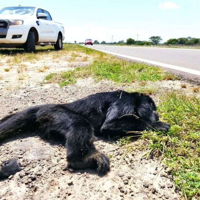 CORRIENTES: ATROPELLARON Y MATARON A UN MONO CARAYÁ EN UNA RUTA