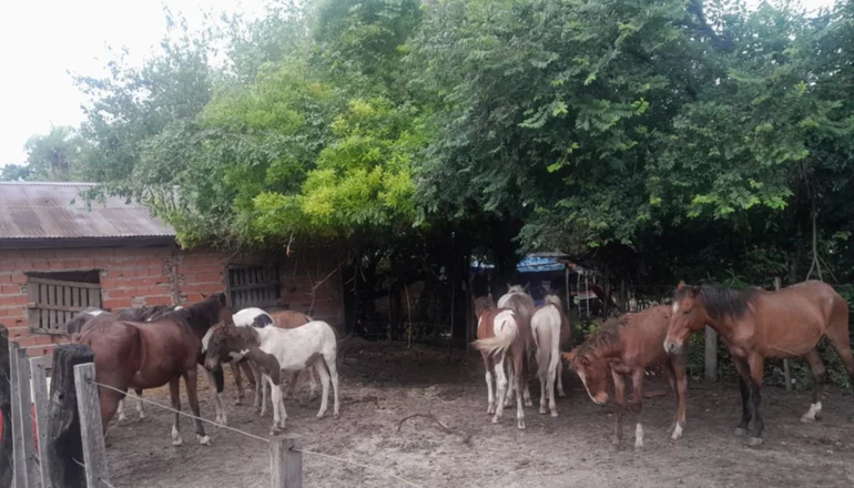 LA POLICÍA SECUESTRÓ ALREDEDOR DE 14 CABALLOS SUELTOS EN LA RUTA